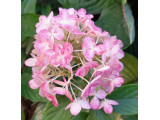 Купить ГОРТЕНЗИЯ  Пинк энд Роуз  Pink and Rose- саженцы по доступным ценам