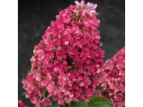 Купить ГОРТЕНЗИЯ  Рэспберри Пинк Raspberry Pink по доступным ценам. 