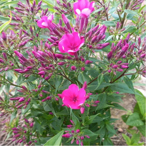  Купить Флокс Эрли Церайз  Early Cerise по доступным ценам.