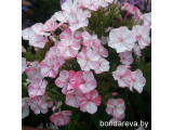 Купить  Флокс Фрекл Пинк Шейдс Freckle Pink Shades  - саженцы по доступным ценам