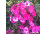 Купить Флокс Фрекл Ред Шейдс Freckle Red Shades - саженцы по доступным ценам Купить Флокс Фрекл Ред Шейдс Freckle Red Shades - саженцы по доступным ценам