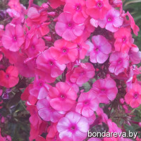 На весну Пинк Этрекшн Pink Attraction 