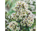 Купить Флокс Пюр Филингс Pure Feengs - саженцы по доступным ценам Купить Флокс Пюр Филингс Pure Feengs - саженцы по доступным ценам