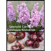  Сплендид Корнелия Splendid Cornelia