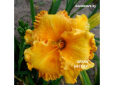 Купить Лилейник  Orange Nassau  Оранж Нассау- саженцы по доступным ценам