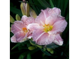Купить Лилейник Romantic Roses  Романтик Роуз саженцы по доступным ценам   