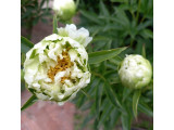Купить Пион Грин Лотус Green Lotus - саженцы по доступным ценам Купить Пион Грин Лотус Green Lotus - саженцы по доступным ценам