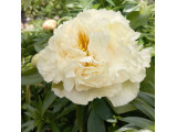 Купить Пион Лемон Шифон Lemon Chiffon- саженцы по доступным ценам Купить Пион Лемон Шифон Lemon Chiffon- саженцы по доступным ценам