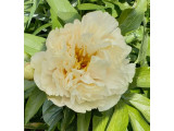 Купить Пион Лемон Шифон Lemon Chiffon- саженцы по доступным ценам Купить Пион Лемон Шифон Lemon Chiffon- саженцы по доступным ценам