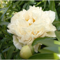 Пион Lemon Chiffon Лемон Шифон Пион Lemon Chiffon Лемон Шифон