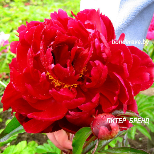 Купить ПИОН Peter Brand Питер Бренд (Brand 1937) - саженцы по доступным ценам Купить ПИОН Peter Brand Питер Бренд (Brand 1937) - саженцы по доступным ценам