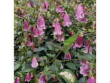 Купить Колокольчик точечный 'Cherry Bells'по доступным ценам. Купить Колокольчик точечный 'Cherry Bells'по доступным ценам.